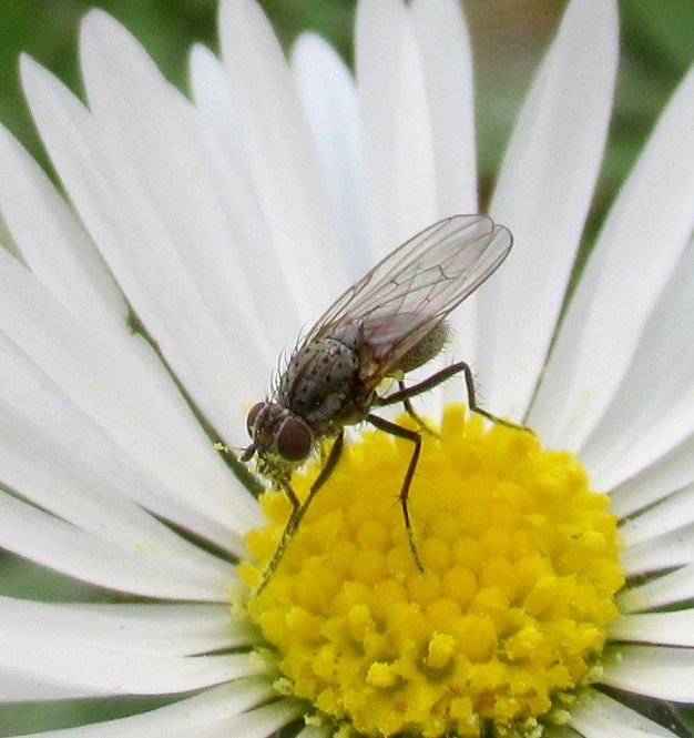 Photography titled "fly on daisy II" by Tom Schrijver, Original Artwork, Digital Photography