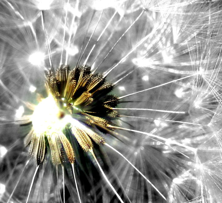 Photography titled "dandelion close" by Tom Schrijver, Original Artwork, Digital Photography