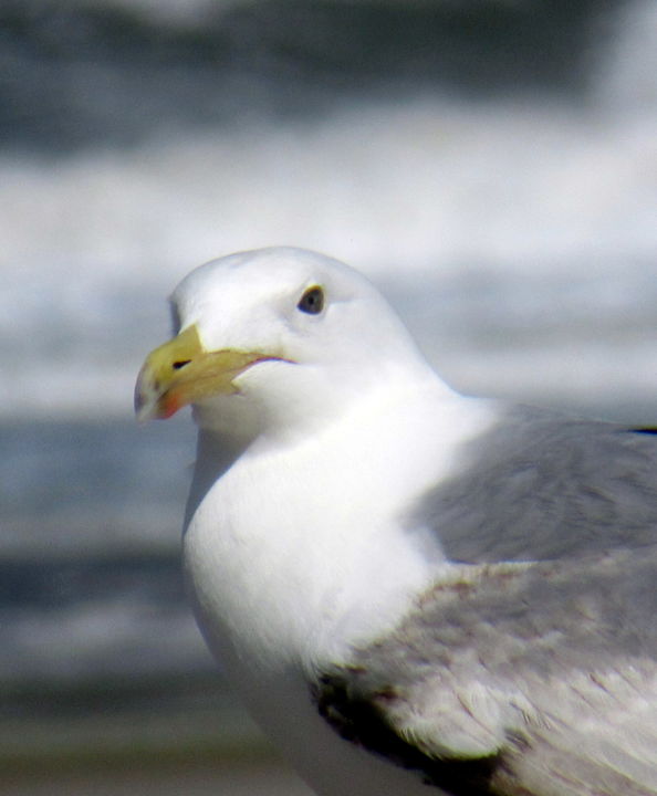 Фотография под названием "gull and sea" - Tom Schrijver, Подлинное произведение искусства, Цифровая фотография