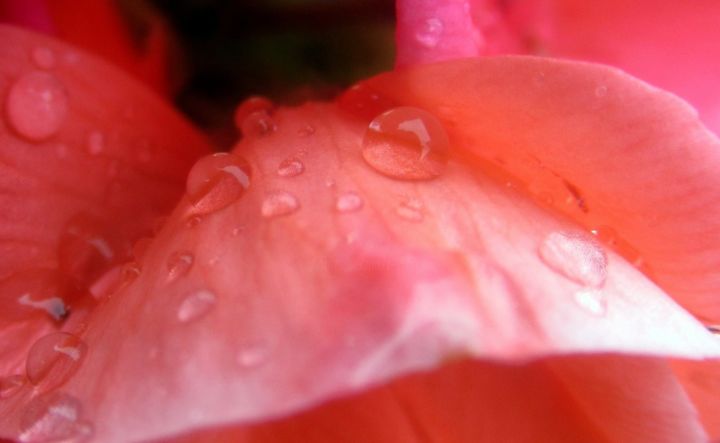 Fotografie getiteld "raindrops on flower" door Tom Schrijver, Origineel Kunstwerk, Digitale fotografie