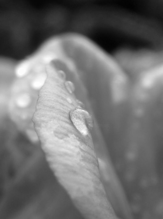 Photography titled "raindrops on flower…" by Tom Schrijver, Original Artwork, Digital Photography