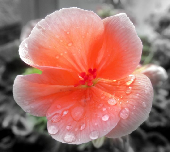 Photography titled "flower.." by Tom Schrijver, Original Artwork, Digital Photography