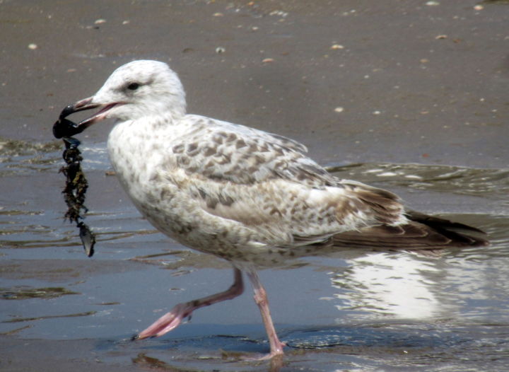 Photography titled "gull with mussel II" by Tom Schrijver, Original Artwork, Digital Photography