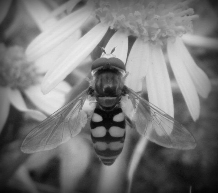 Photography titled "hoverfly." by Tom Schrijver, Original Artwork, Digital Photography