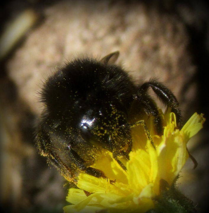 Photography titled "bee close up. II" by Tom Schrijver, Original Artwork, Digital Photography