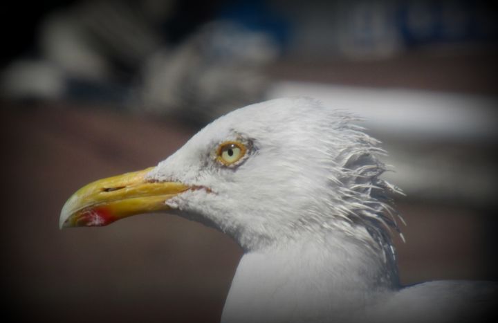 Photography titled "gull close up" by Tom Schrijver, Original Artwork, Digital Photography