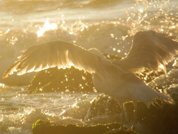 Фотография под названием "gull and sea 4" - Tom Schrijver, Подлинное произведение искусства, Цифровая фотография