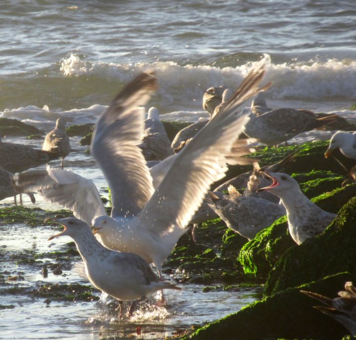 Fotografia intitolato "gull and sea 7" da Tom Schrijver, Opera d'arte originale, Fotografia digitale