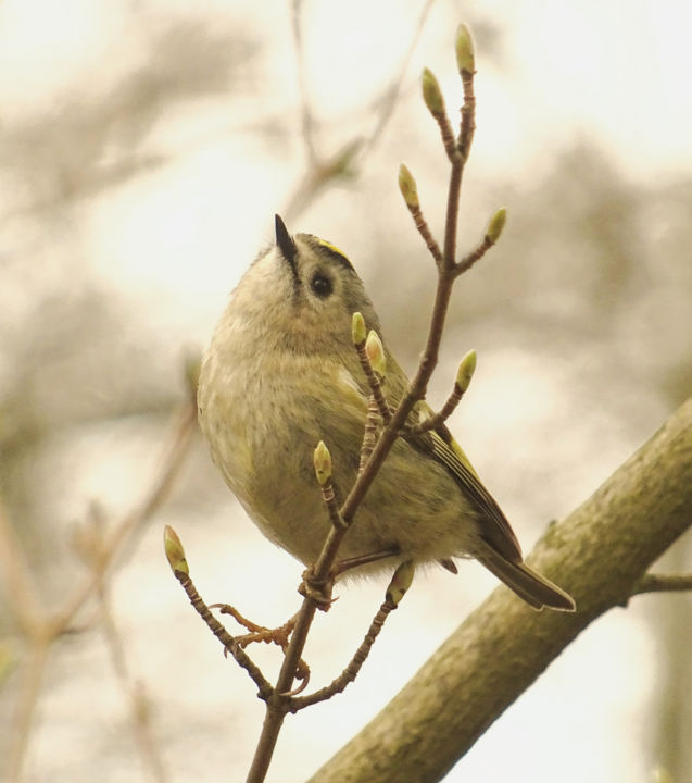 "Goldcrest" başlıklı Fotoğraf Tom Schrijver tarafından, Orijinal sanat, Dijital Fotoğrafçılık