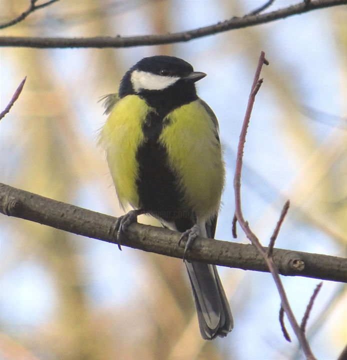 Fotografie getiteld "Great Tit..." door Tom Schrijver, Origineel Kunstwerk, Digitale fotografie