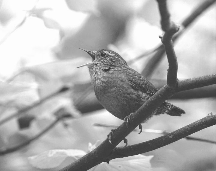 Fotografia intitolato "Singing Wren!" da Tom Schrijver, Opera d'arte originale, Fotografia digitale