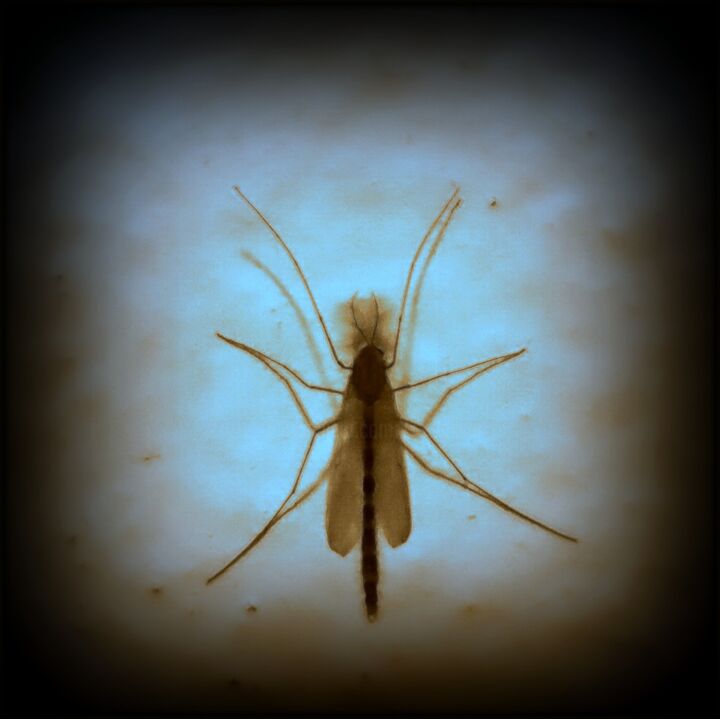 Fotografie getiteld "Mosquito" door Tom Schrijver, Origineel Kunstwerk, Digitale fotografie