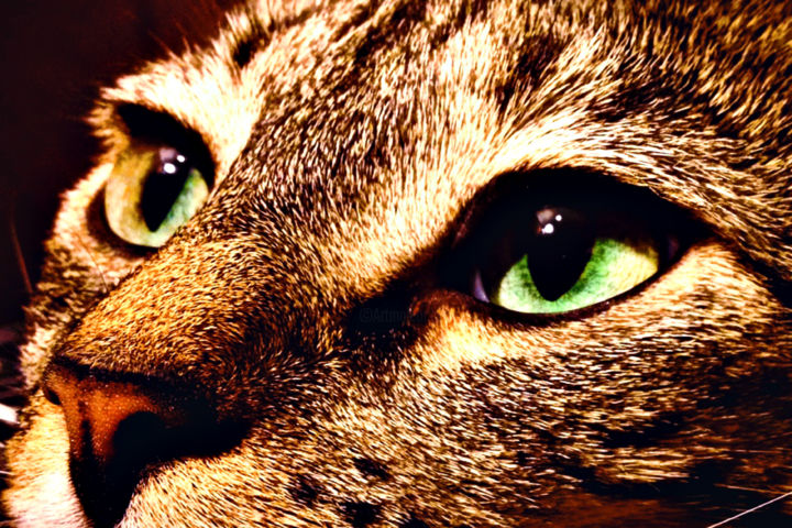 Fotografie getiteld "cat eyes" door Tahyr Alladurdyyev, Origineel Kunstwerk