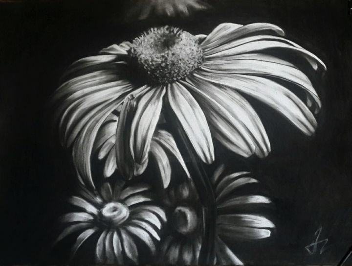 Drawing titled "Chamomile" by Tamar Mikaberidze, Original Artwork, Charcoal Mounted on Glass