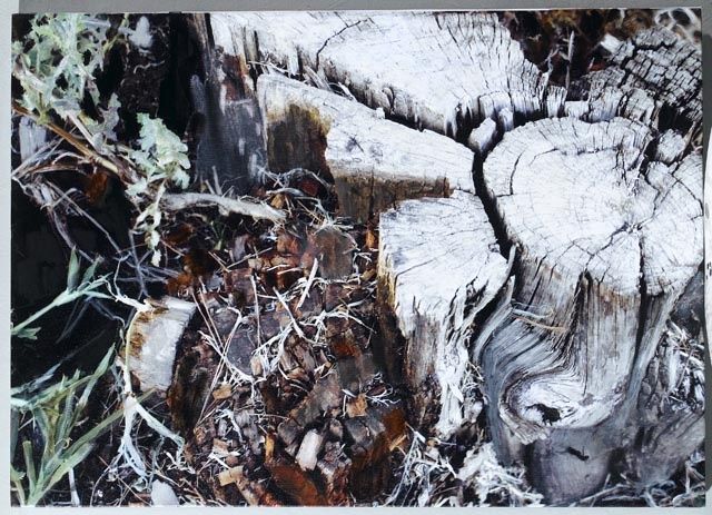 Photographie intitulée "Cut Out" par Tami Keidar, Œuvre d'art originale,