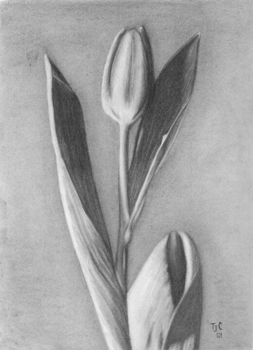 Zeichnungen mit dem Titel "Tulip" von Tammy Carrick, Original-Kunstwerk, Kohle