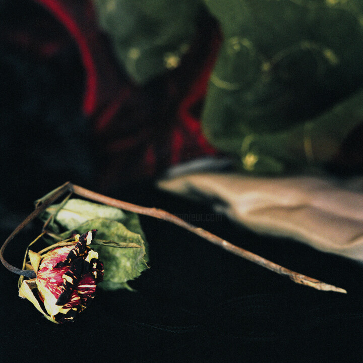 Photography titled "Rose" by Tania Serket, Original Artwork, Analog photography