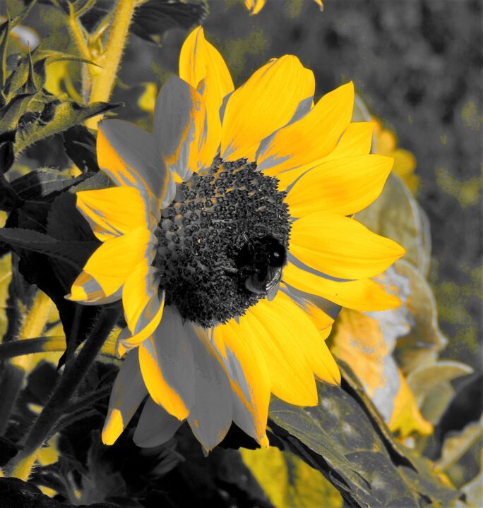 Fotografie mit dem Titel "sunflower-with-guest" von Tanja Niegsch, Original-Kunstwerk