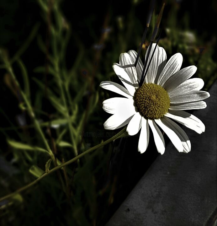 "sunshine flower" başlıklı Fotoğraf Tanja Niegsch tarafından, Orijinal sanat, Dijital Fotoğrafçılık