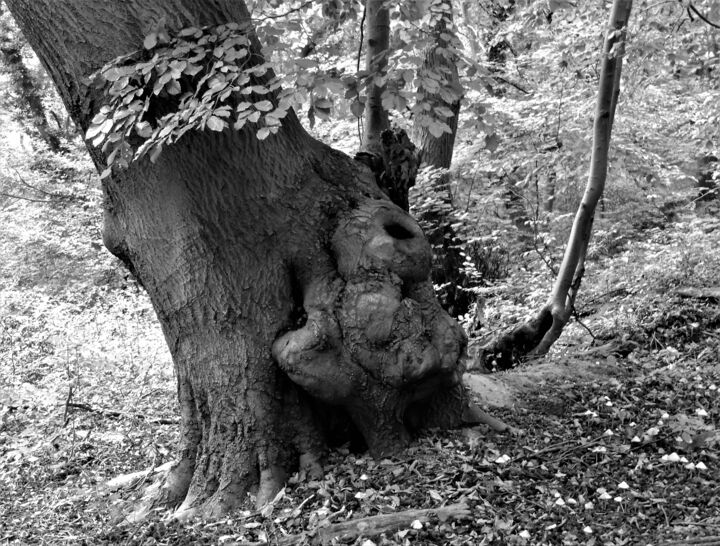 Fotografie mit dem Titel "crazy trees II" von Tanja Niegsch, Original-Kunstwerk, Digitale Fotografie