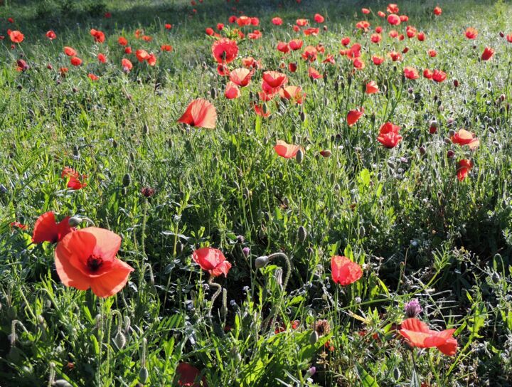 Fotografie mit dem Titel "wild poppy-meadow IV" von Tanja Niegsch, Original-Kunstwerk, Digitale Fotografie