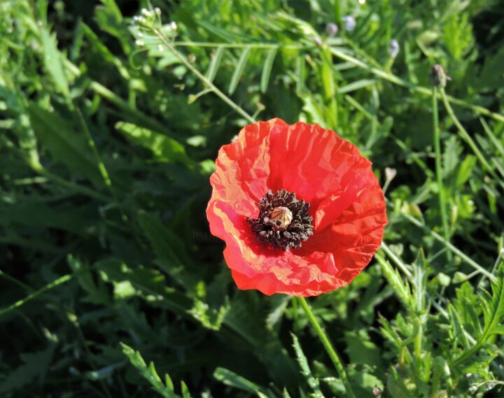 Fotografía titulada "wild poppy-meadow VI" por Tanja Niegsch, Obra de arte original, Fotografía digital