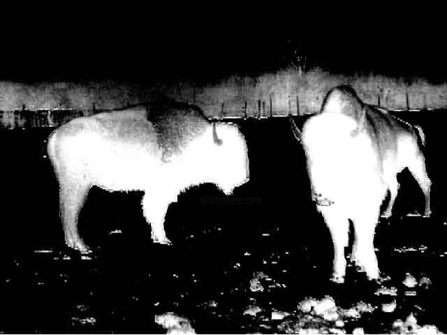 Fotografía titulada "buffalo-invert.jpg" por Tannis Nielsen, Obra de arte original