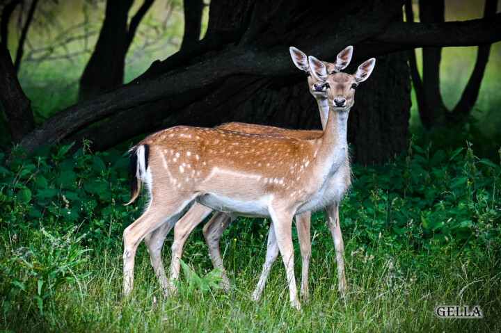 Fotografie mit dem Titel "Deer" von Tanya Shark, Original-Kunstwerk, Digitale Fotografie