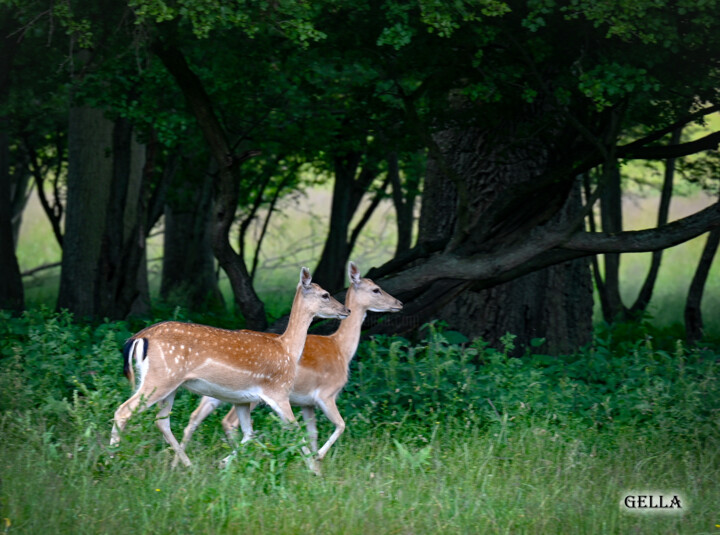 Φωτογραφία με τίτλο "Deer2" από Tanya Shark, Αυθεντικά έργα τέχνης, Ψηφιακή φωτογραφία
