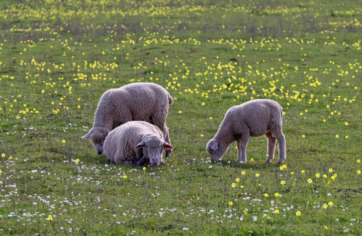 Fotografie getiteld "Sheep3" door Tanya Shark, Origineel Kunstwerk, Digitale fotografie