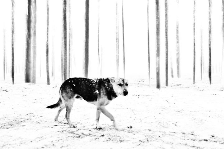 Photographie intitulée "Two-tone winter 3 (…" par Alexander Tarasenkov, Œuvre d'art originale, Photographie manipulée