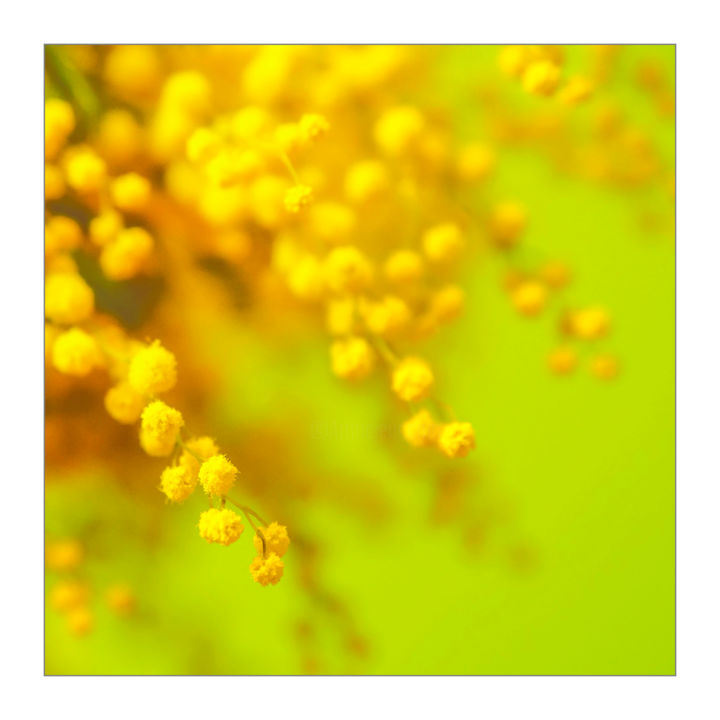 Photographie intitulée "Mimosa flowers" par Alexander Tarasenkov, Œuvre d'art originale, Photographie non manipulée