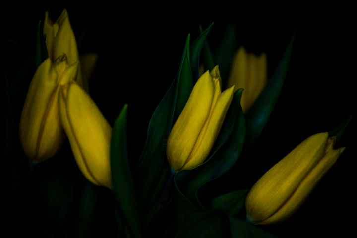 Fotografie getiteld "Yellow tulips on bl…" door Alexander Tarasenkov, Origineel Kunstwerk, Niet gemanipuleerde fotografie