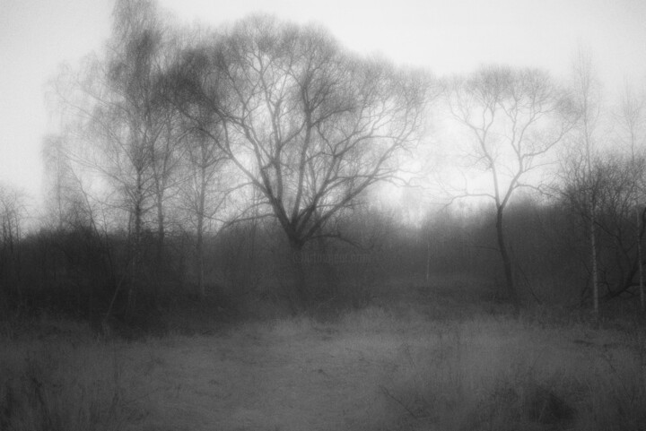 Фотография под названием "Stillness speaks 7" - Alexander Tarasenkov, Подлинное произведение искусства, Не манипулируемая фо…