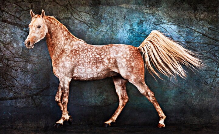 Fotografia intitulada "Pegasus" por Tariq Dajani, Obras de arte originais, Fotografia digital