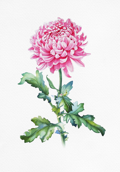 Schilderij getiteld "Pink Chrysanthemum" door Tatiana Repesciuc, Origineel Kunstwerk, Aquarel