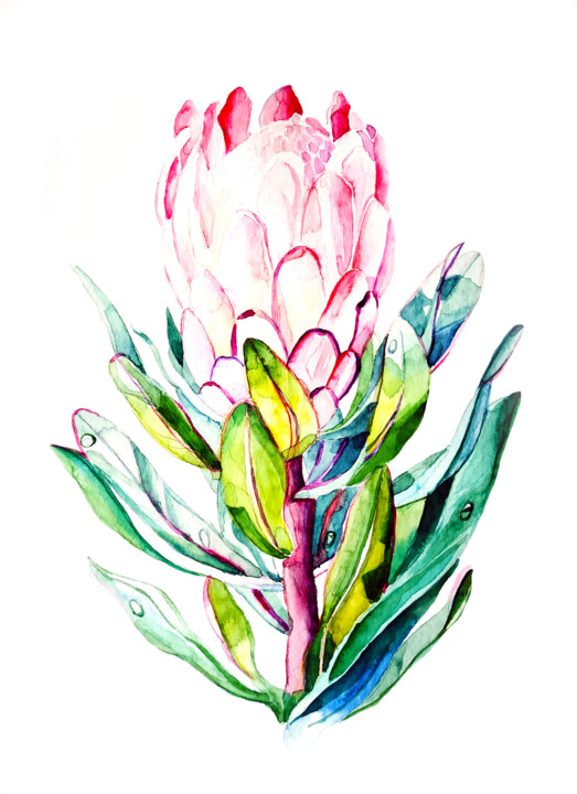 Painting titled "Protea" by Tatiana Repesciuc, Original Artwork, Watercolor