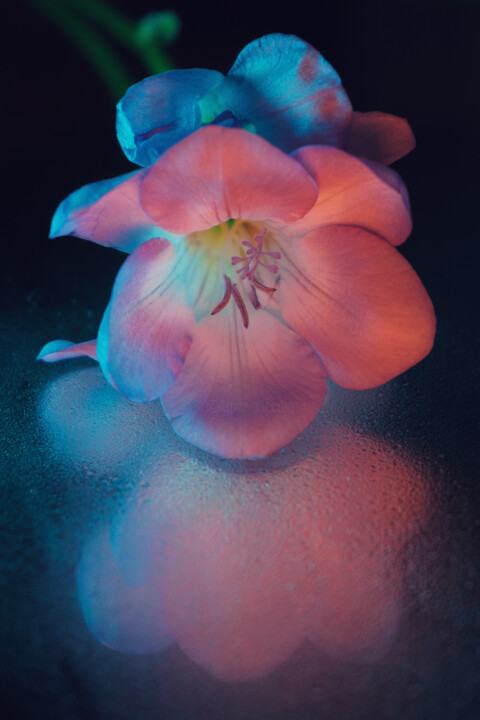 Fotografie mit dem Titel "Colors of night" von Tatyana Laer, Original-Kunstwerk, Digitale Fotografie