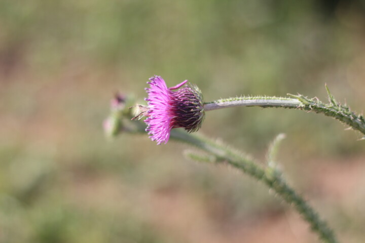 "purple flower make…" başlıklı Fotoğraf Tau tarafından, Orijinal sanat, Dijital Fotoğrafçılık