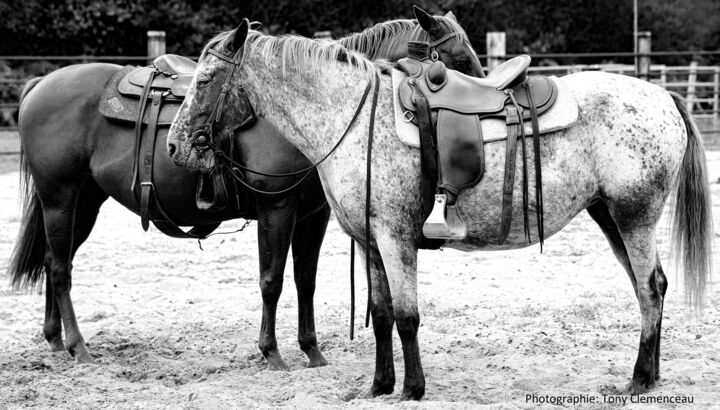 Фотография под названием "Chevaux du ranch" - Tc.Photographie, Подлинное произведение искусства, Цифровая фотография