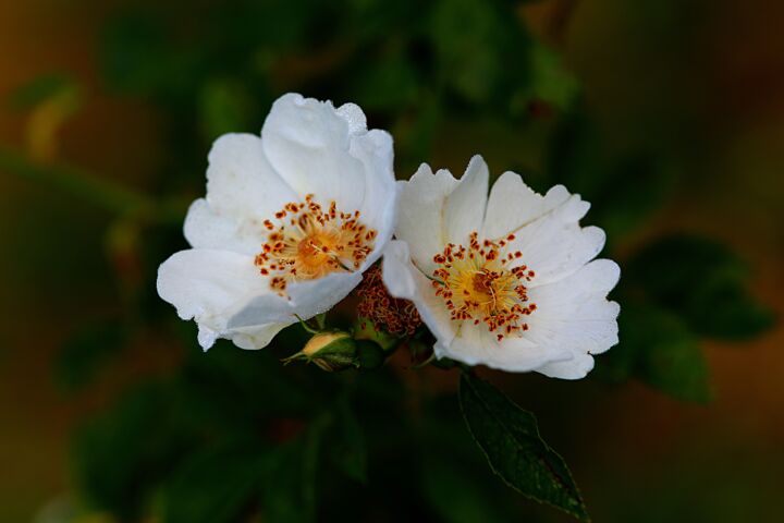 Photographie intitulée "Fleurs nature" par Tc.Photographie, Œuvre d'art originale, Photographie numérique