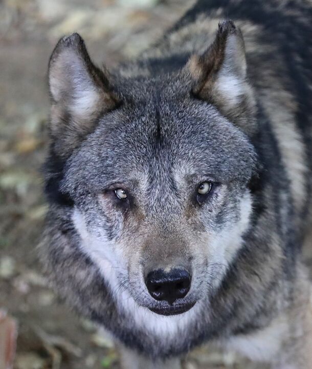 Photographie intitulée "Tête du loup d'Euro…" par Tc.Photographie, Œuvre d'art originale, Photographie numérique