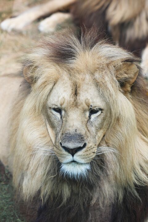 Photography titled "Portrait du Lion au…" by Tc.Photographie, Original Artwork, Digital Photography