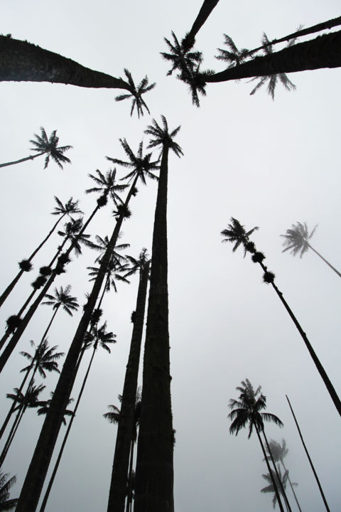 Fotografie getiteld "Wax Palms of Cocora…" door Tchebes, Origineel Kunstwerk, Digitale fotografie