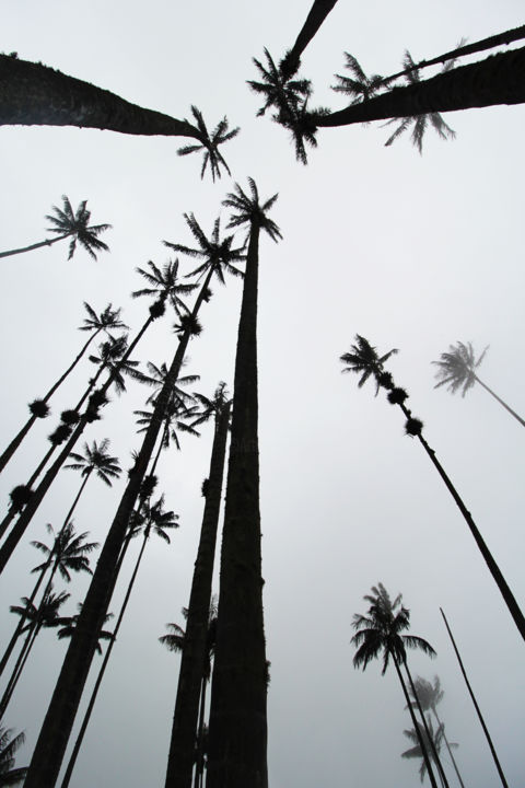 摄影 标题为“Wax Palms of Cocora…” 由Tchebes, 原创艺术品, 数码摄影