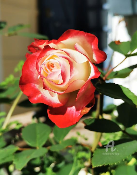 Photographie intitulée "Rose Cilaos" par Danila, Œuvre d'art originale, Photographie numérique