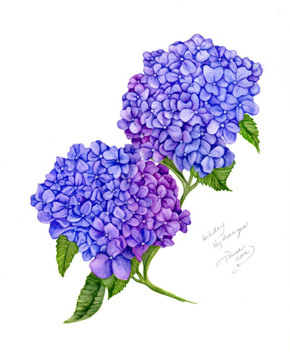 Peinture intitulée "Holiday Hydrangea.j…" par Teresa Freedom, Œuvre d'art originale, Aquarelle