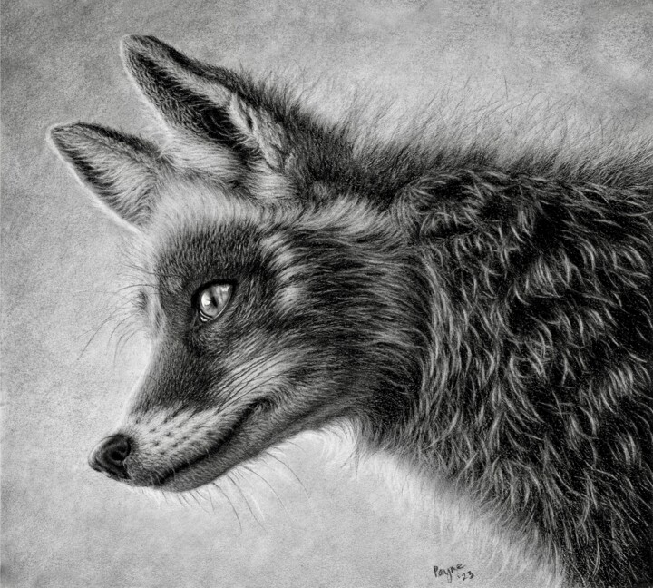 Desenho intitulada "Fox" por Teresa Payne Art, Obras de arte originais, Carvão