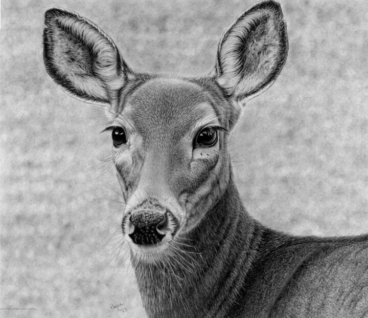 Disegno intitolato "Deer" da Teresa Payne Art, Opera d'arte originale, Carbone