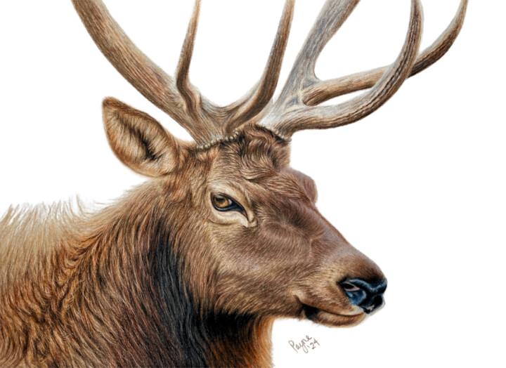 Tekening getiteld "Elk" door Teresa Payne Art, Origineel Kunstwerk, Potlood